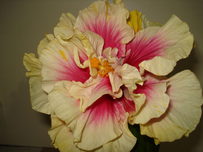 DSC02035 - HIBISCUS 2012