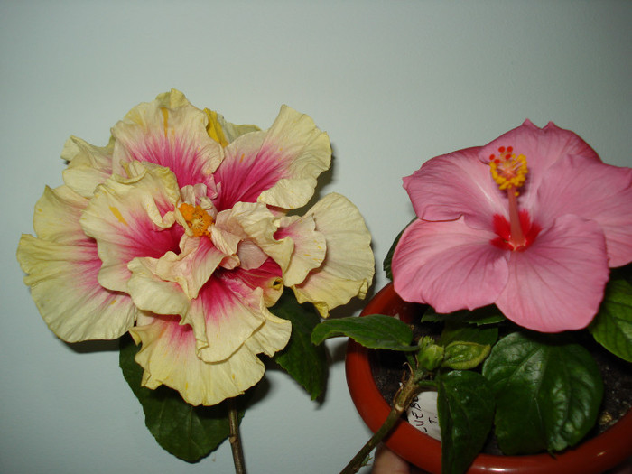 DSC02044 - HIBISCUS 2012