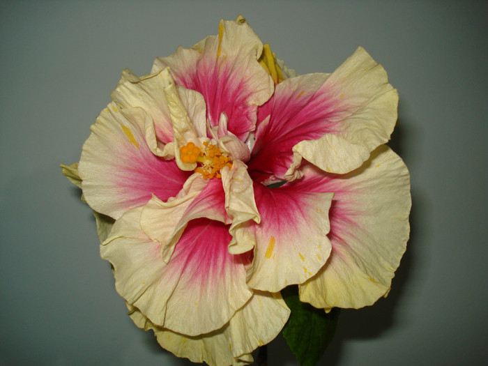 DSC02006