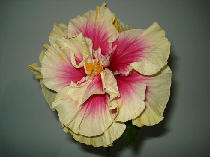 DSC02008