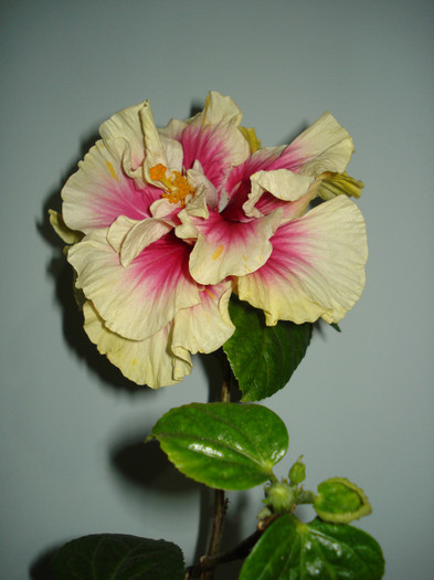 DSC02009
