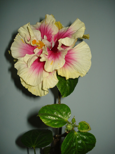 DSC02010