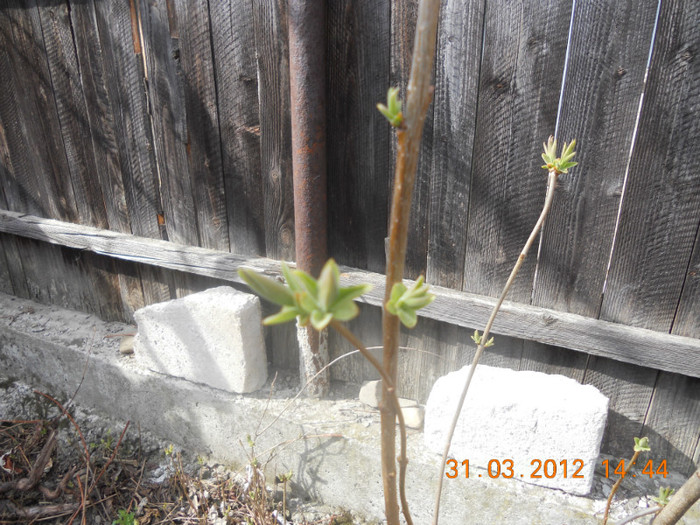 Liliac inmugurit - Oituz 2012