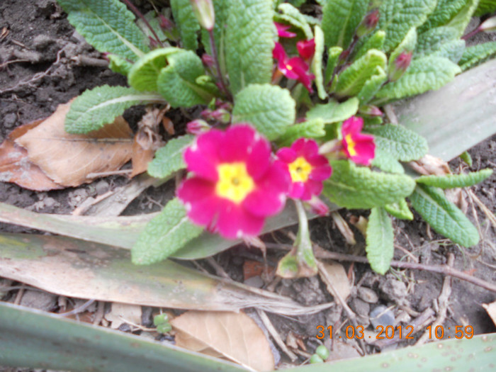 DSCN0274 - Oituz 2012