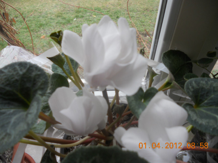 Cyclamen