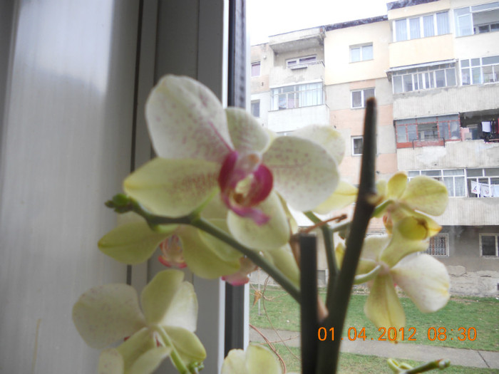 Orhidee galben-verzui