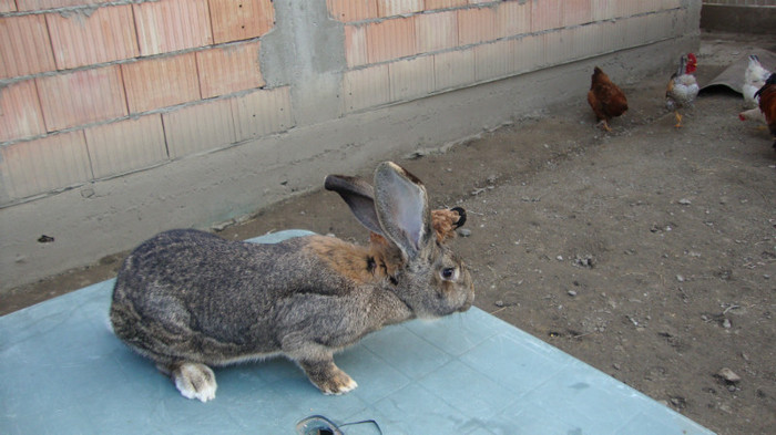 180 - URIAS GERMAN SI BERBEC FRANCEZ