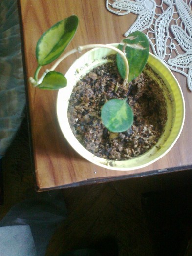 australis lisa - 0 colectie hoya 2013