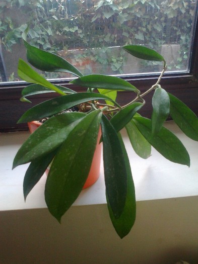 pubicalyx silver pink - 0 colectie hoya 2013