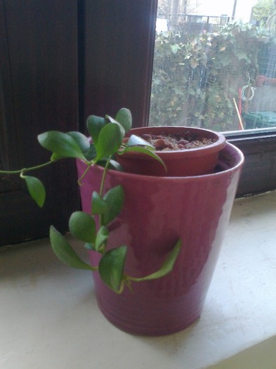 Fotografie0456 - 0 colectie hoya 2013