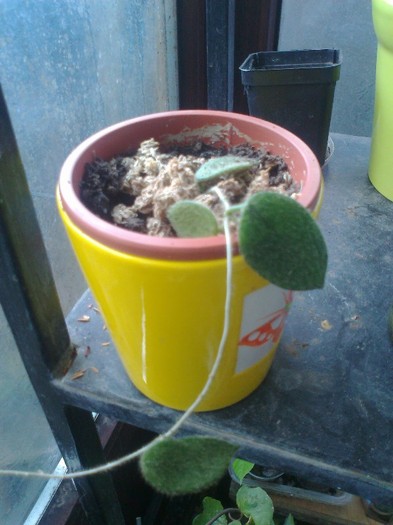 thomsonii EPC 215 - 0 colectie hoya 2013