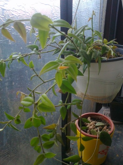 bella - 0 colectie hoya 2013