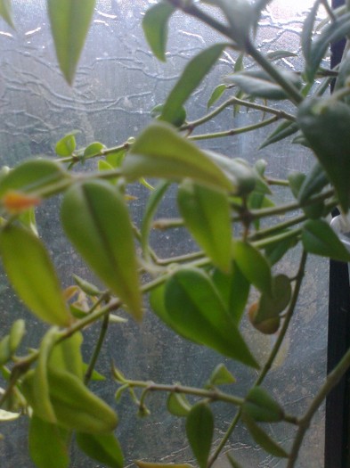 bella cu pedunculi florali - 0 colectie hoya 2013