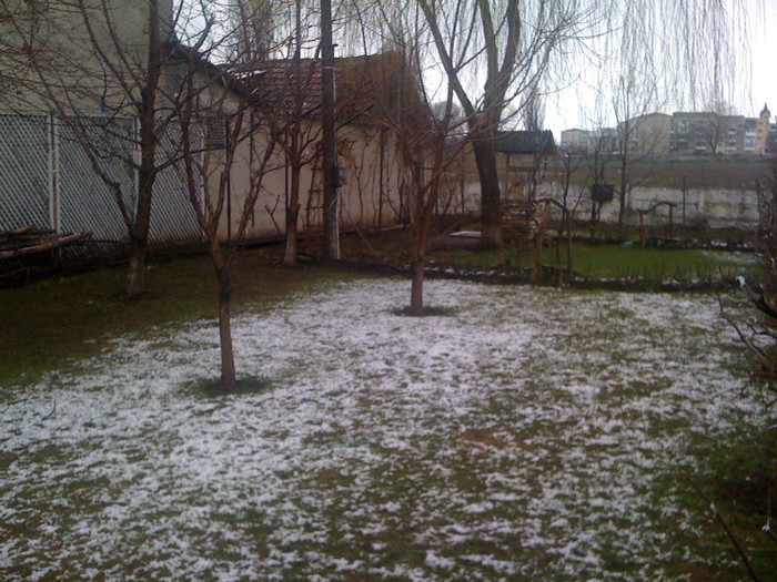 IMG_0353 - 0 Gradina la ultima ninsoare 01 04 2012