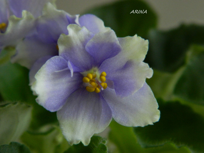 DSCN7515 - 0 violete africane-saintpaulia aprilie 2012