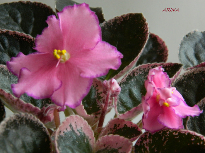 DSCN7553 - 0 violete africane-saintpaulia aprilie 2012