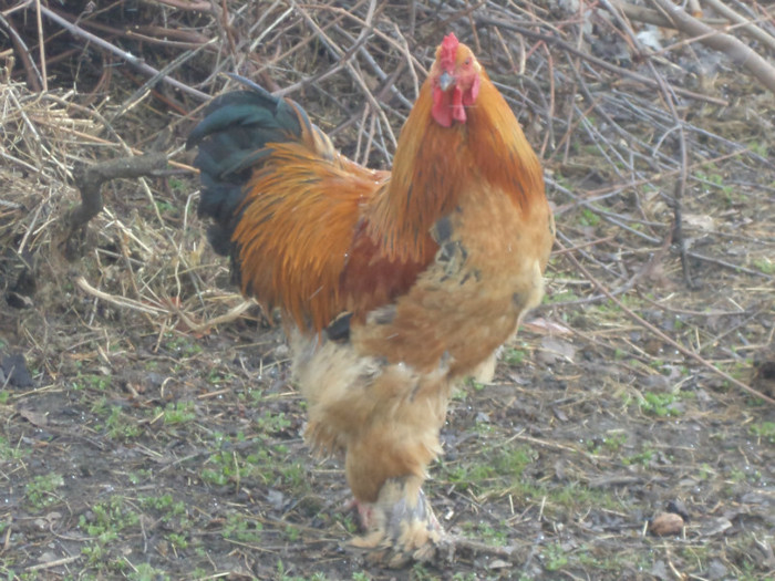 DSC01594 - Gainile mele brahme si orpinton 2016