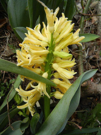 Hyacinth Yellow Queen (2012, March 31) - Hyacinth Yellow Queen