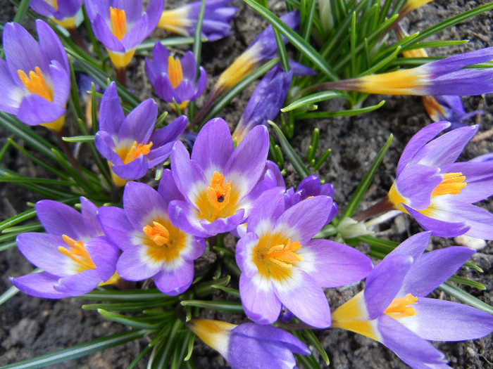 Crocus sieberi Tricolor (2012, March 31) - Crocus sieberi Tricolor