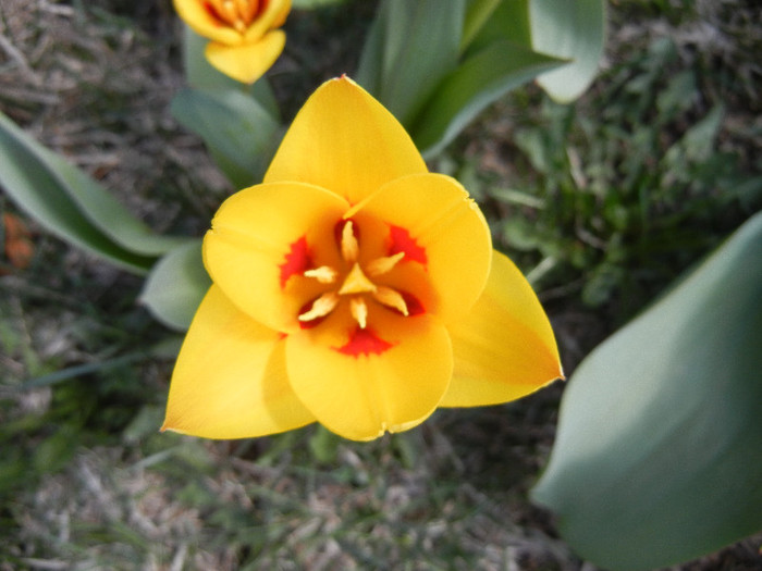 Tulipa Stresa (2012, March 31)