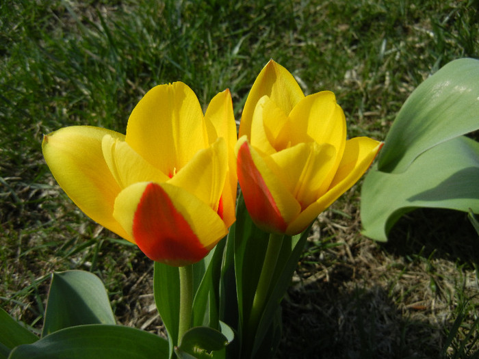Tulipa Stresa (2012, March 31)