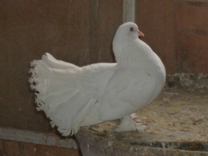 DSC01565; porumbita maghiara,FB
