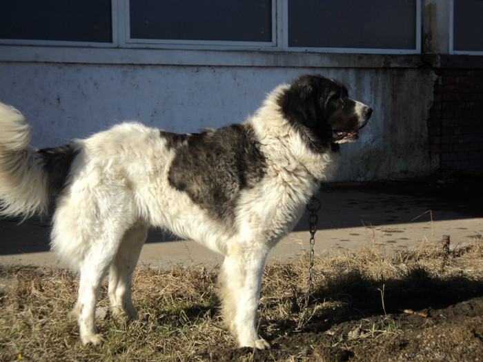 DSC06500 - Expo Suceava 2012