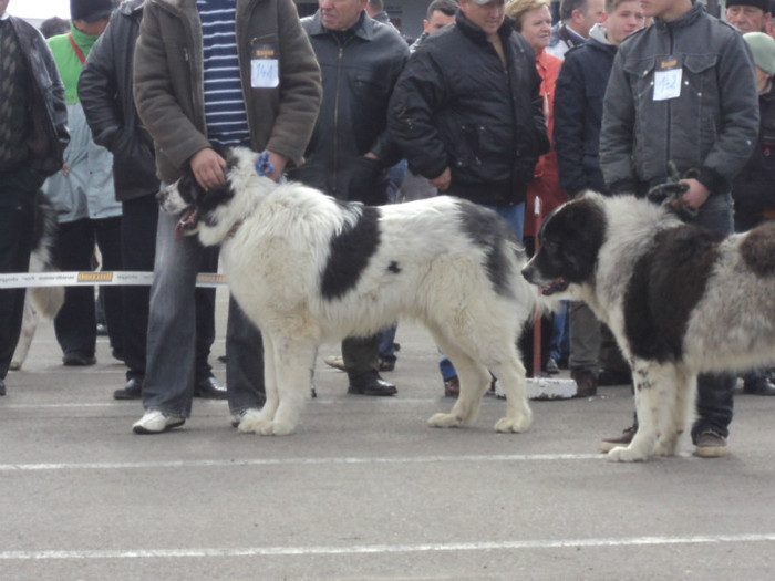 DSC06618 - Expo Suceava 2012