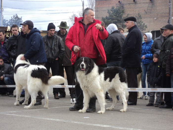 DSC06664 - Expo Suceava 2012