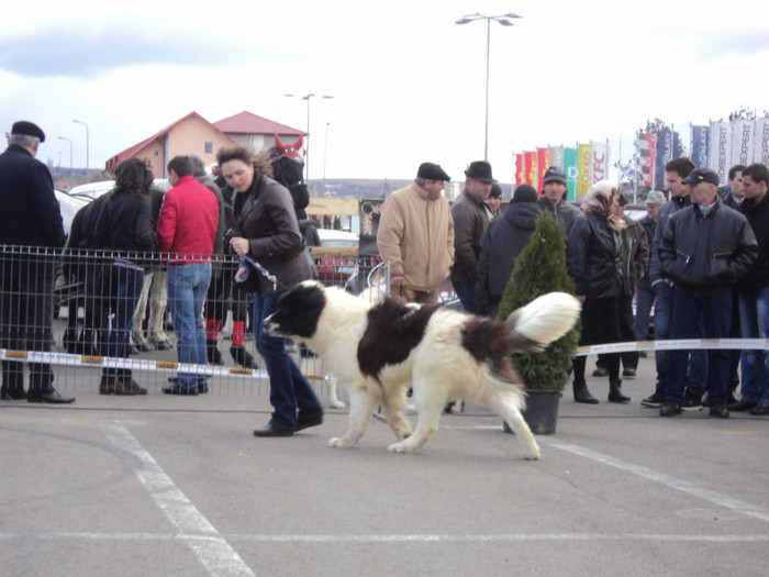 DSC06668 - Expo Suceava 2012