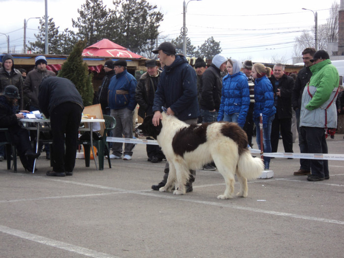 DSC06670 - Expo Suceava 2012