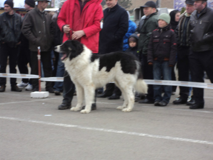 DSC06660 - Expo Suceava 2012