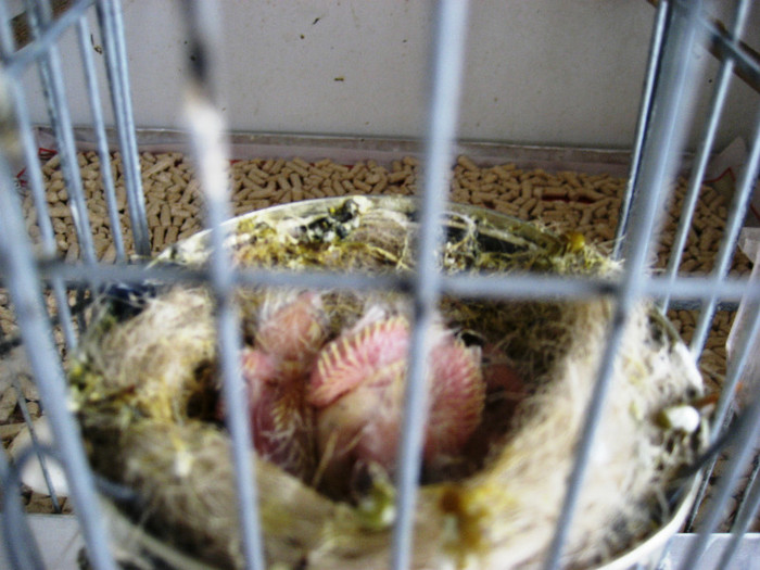 IMG_1564 - 2 Reproducere canari rolleri