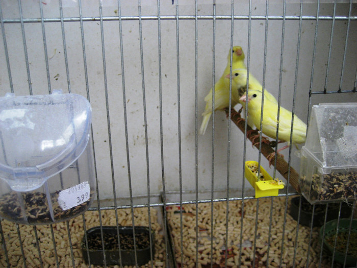 IMG_1567 - 2 Reproducere canari rolleri