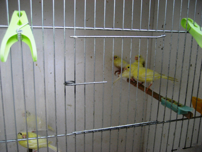 IMG_1569 - 2 Reproducere canari rolleri