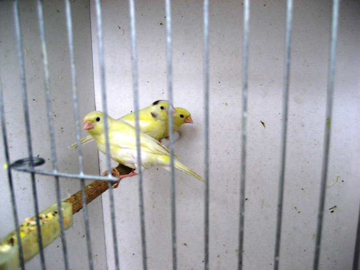 IMG_1570 - 2 Reproducere canari rolleri