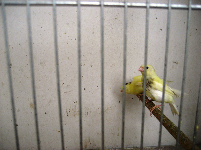 IMG_1572 - 2 Reproducere canari rolleri