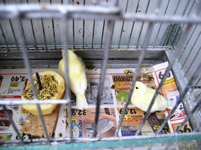 IMG_1582 - 2 Reproducere canari rolleri