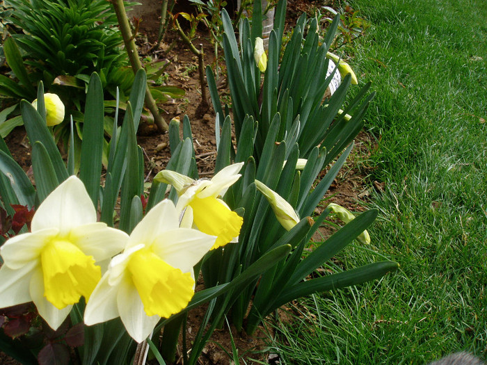 P1010019 - Primavara