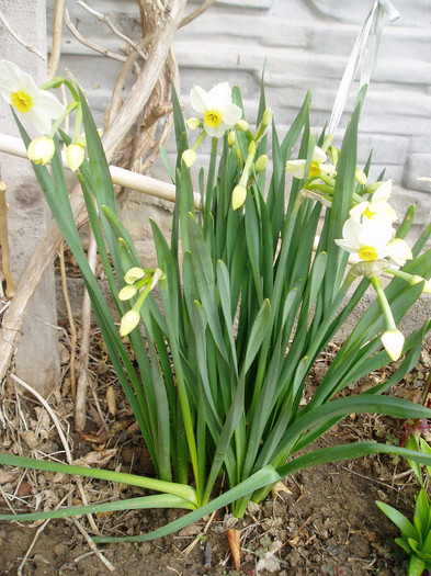 P1010022 - Primavara