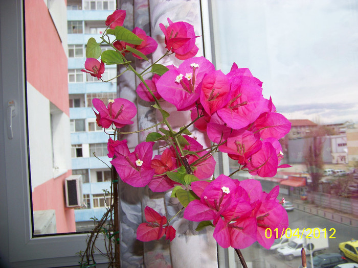 293_5408 - bougainvillea 2012