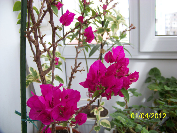 293_5410 - bougainvillea 2012