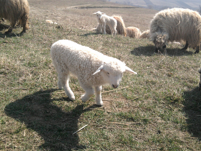 Fotografie1822 - 0 MIEI 2012