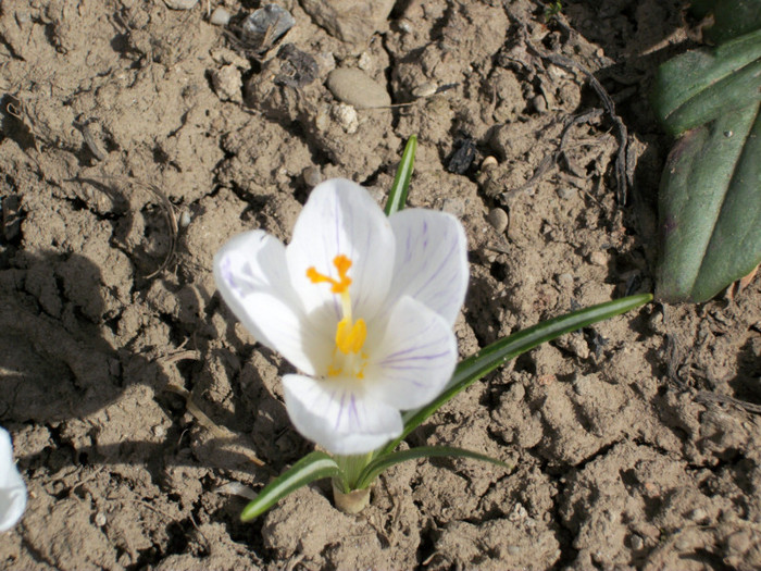 crocus - 4 2012 PLANTE DE GRADINA