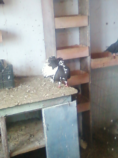 Fotografie-0025 - Voltati