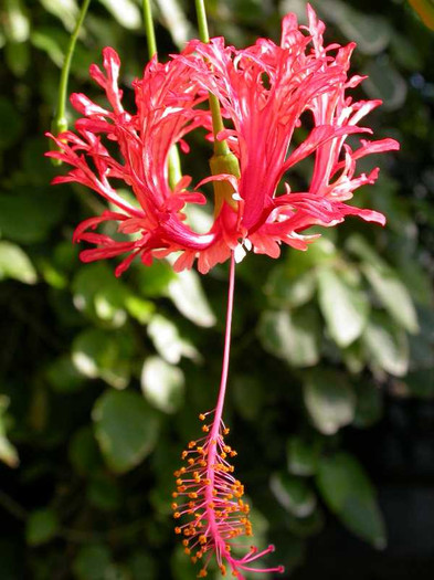 hibiscus schizopetalus - 00 PLANTE DORITE