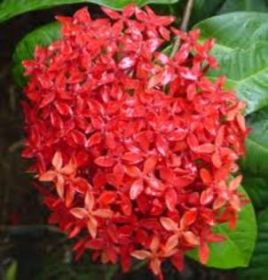 ixora