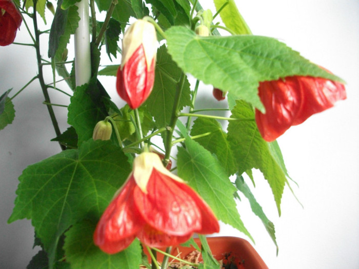 poze 2552 - abutilon aprilie