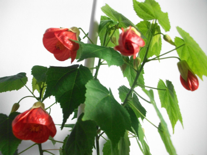 poze 2553 - abutilon aprilie