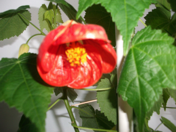 poze 2554 - abutilon aprilie